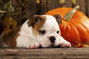 can dogs eat pumpkin spice