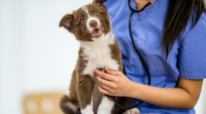 best age to neuter a dog