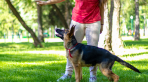 five golden rules of dog training