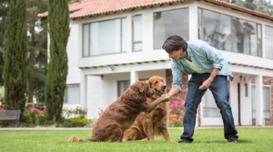 how long should I train my dog each day