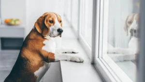 barking dog at home