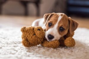Puppy home alone tips