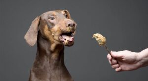 peanut-butter-and-dogs
