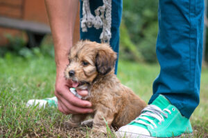 puppy being trained with a trainer