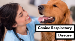 the latest news on the canine respiratory disease