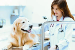 Golden-Retriever-at-the-vet.jpg