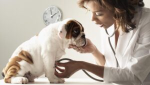 dog-at-vet-visit