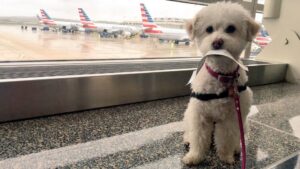 flight-with-pets