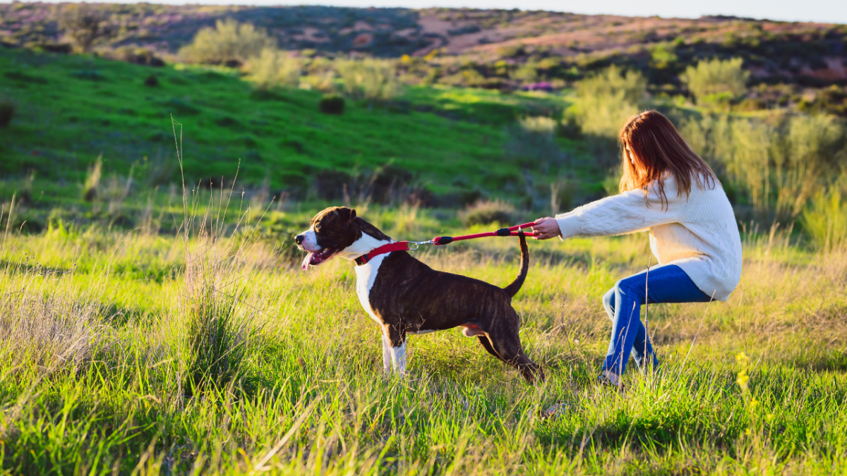 How to Control Your Dog’s Prey Drive on Walks Alaska Dog Works