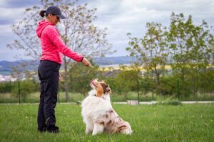 how to train a deaf dog