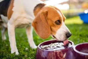 Beagle-drinking-water-from-a-bowl-in-the-yard