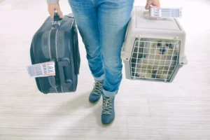 Dog-being-carried-through-the-airport-in-a-crate.jpeg