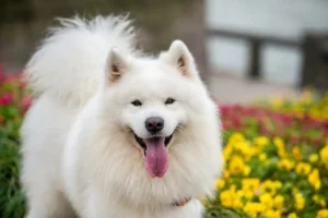 How to train a samoyed