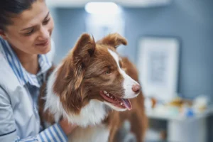 happy_dog_at_the_vet
