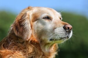 training a senior dog