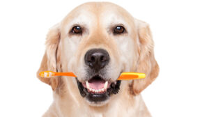 Pet-dental-care
