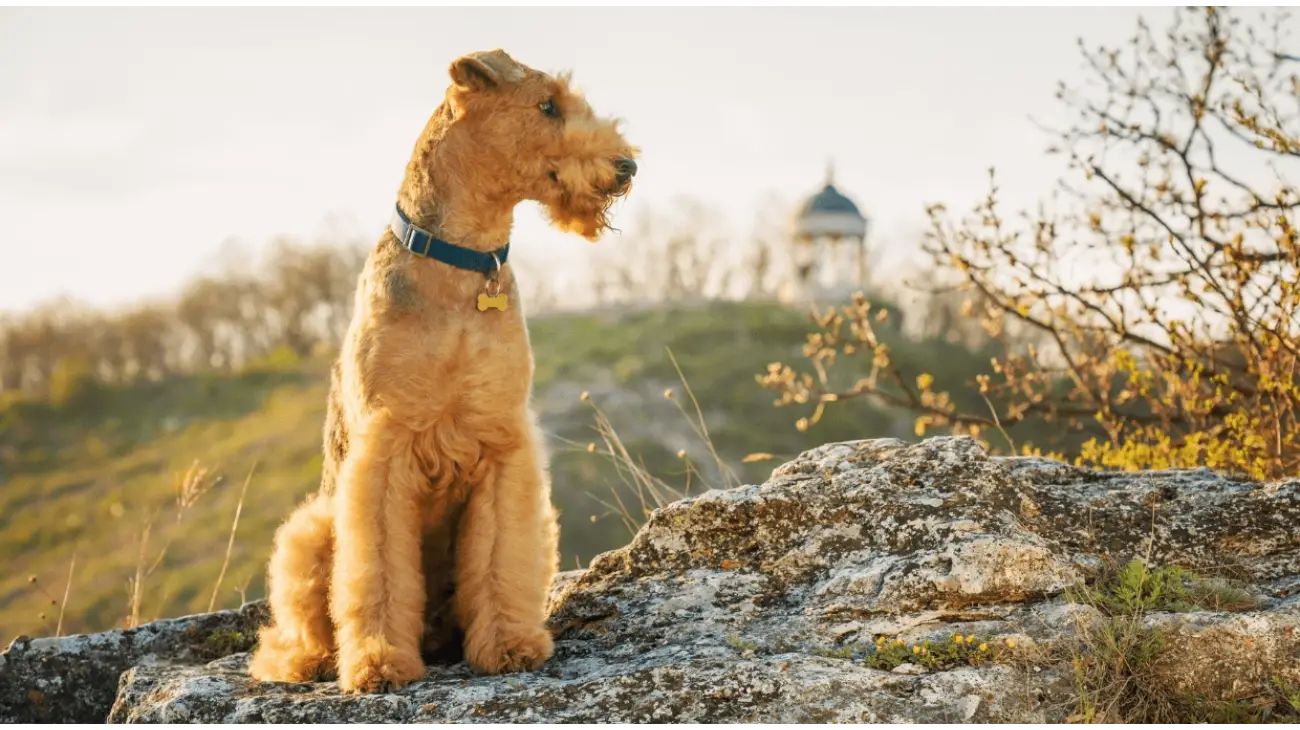 Airedale Terrier -- Earthpedia animal, image size:1300x730