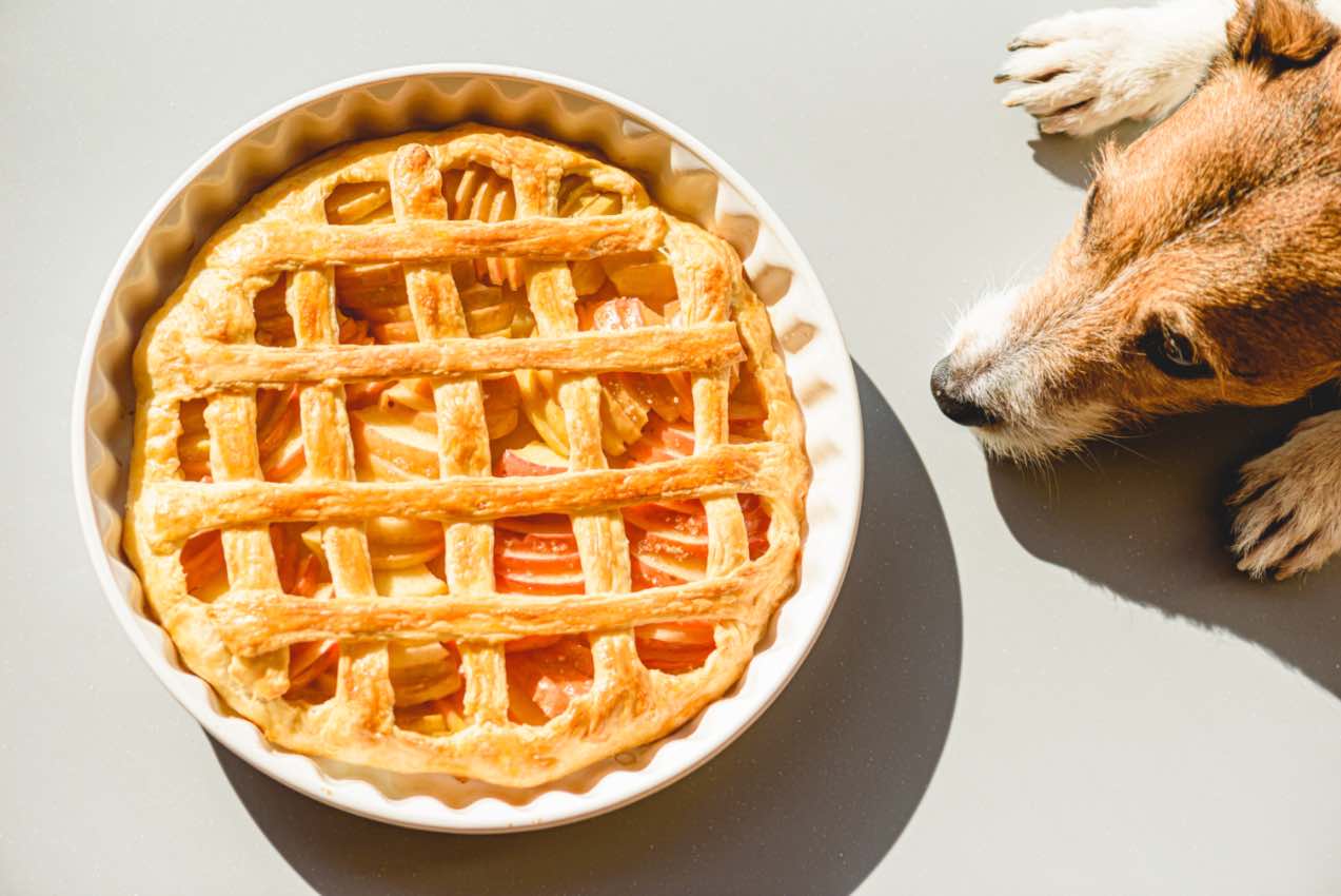 How to celebrate Pi Day with your dog Alaska Dog Works