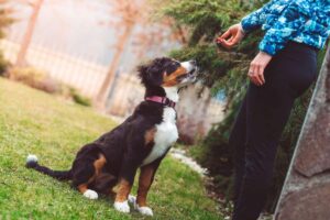 dog training terms
