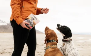 how to choose the perfect dog trainer
