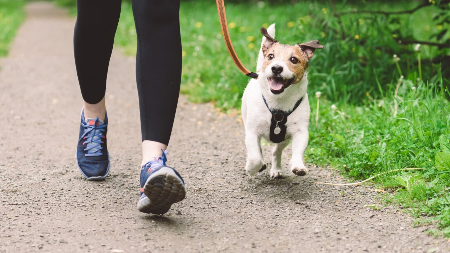 How Often Should You Walk Your Dog? - Alaska Dog Works