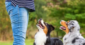 Choosing the Best Dog Training Classes in Anchorage, Alaska: A Complete Guide