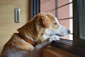 Don’t Leave Me: Working with Separation-Related Stress in Dogs