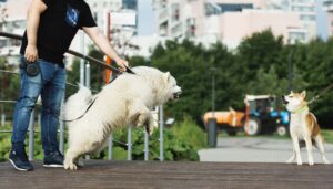 Reactivity Rehab: Understanding and Managing Reactivity in Dogs