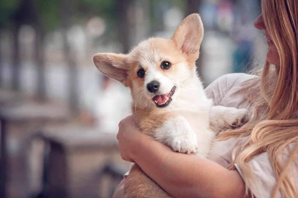 5 Essential Tips for Dog Owners