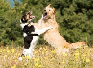 Socializing Difficult Dogs: A Comprehensive Guide for Pet Owners