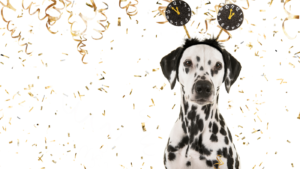 New Year’s Resolutions in Dog Training