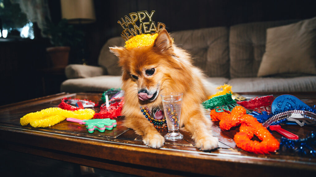 4 New Year Resolutions to Set for You and Your Dog