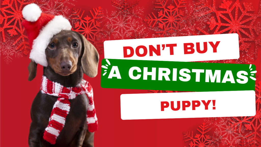 Dont buy a puppy for a christmas gift
