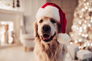 How to Include Your Dog in Holiday Traditions
