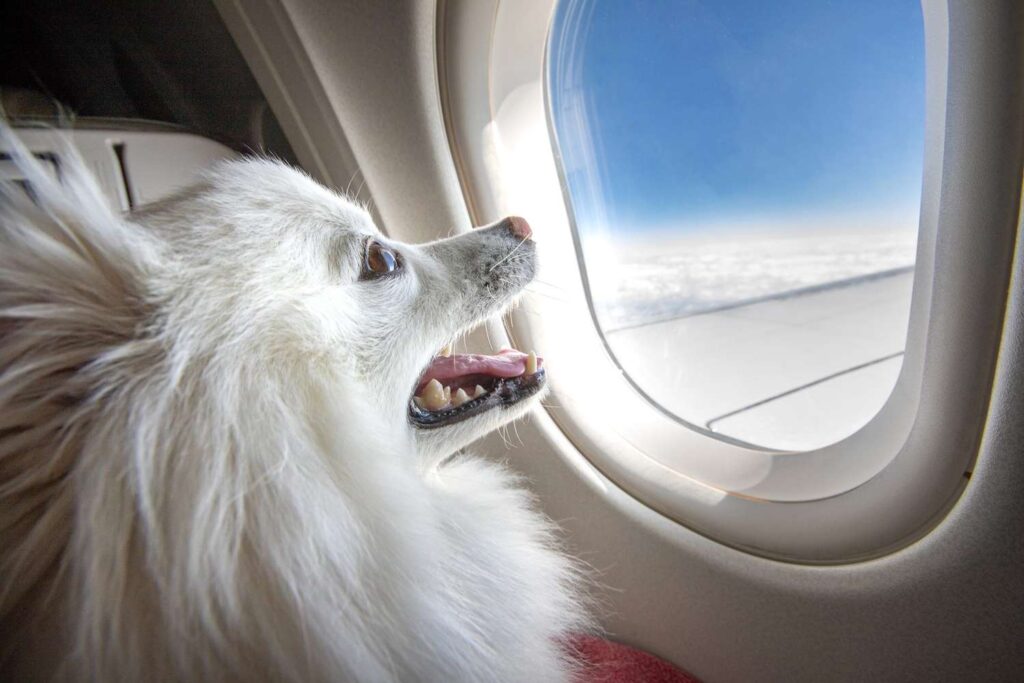 Traveling with Your Dog for the Holidays
