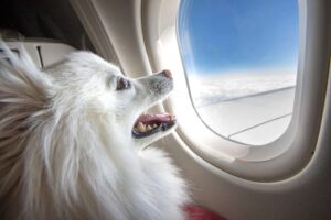 Traveling with Your Dog for the Holidays