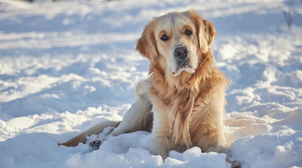 Winter Safety Tips for Dogs