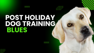 post holiday dog training blues dog works radio