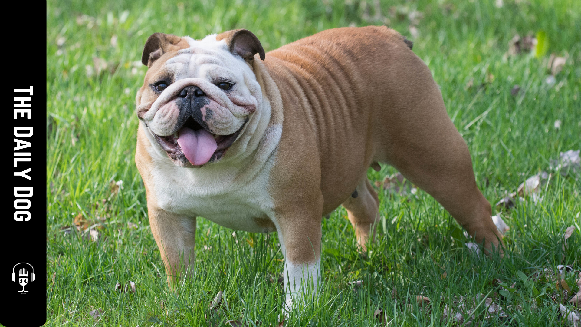The Bulldog: A Comprehensive Guide to One of the Most Beloved Breeds ...
