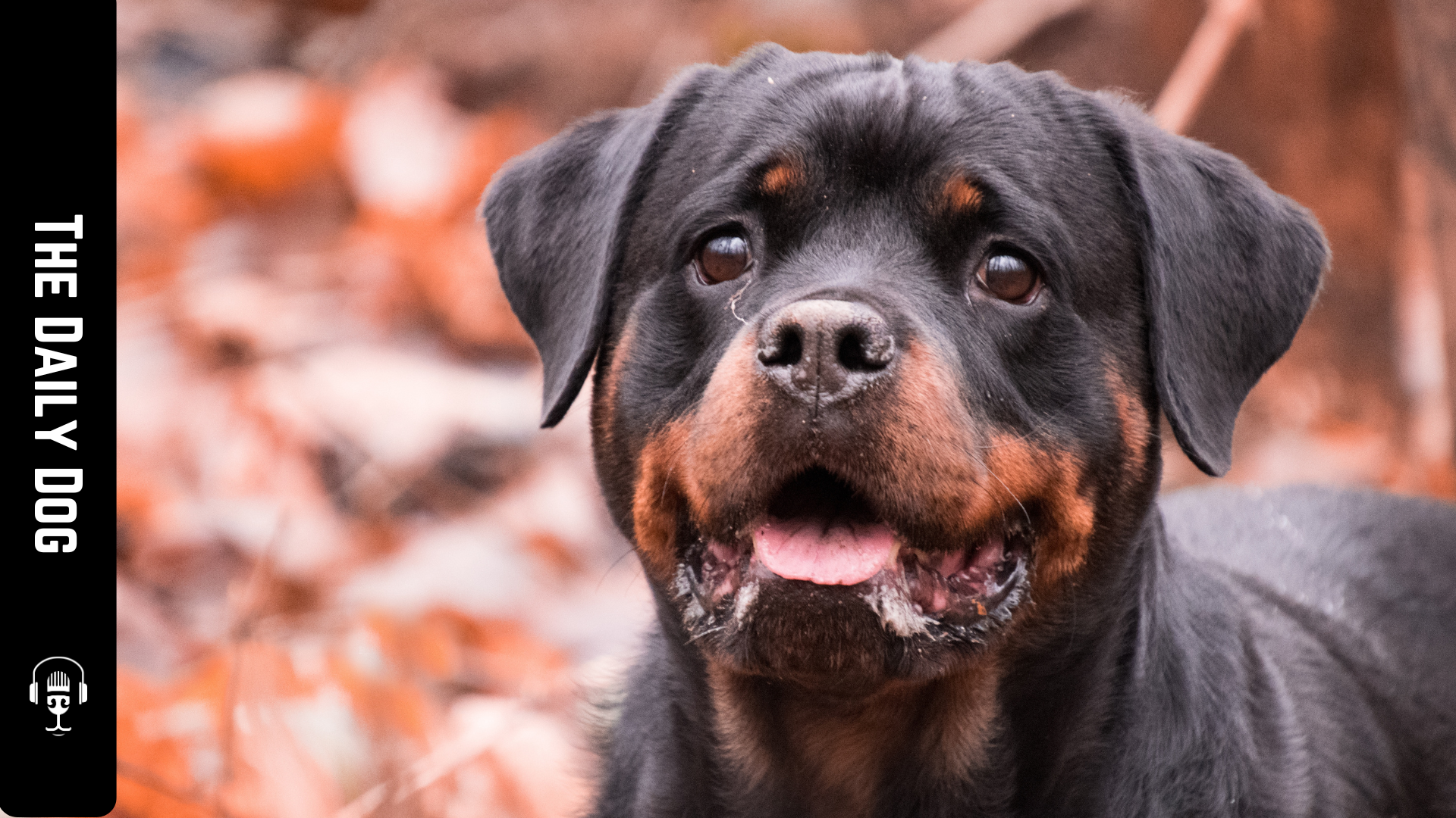 The Rottweiler: A Comprehensive Guide to This Loyal Guardian - Alaska ...