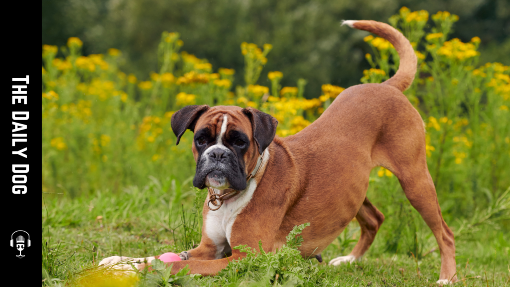 The Boxer Dog Breed: A Comprehensive Guide