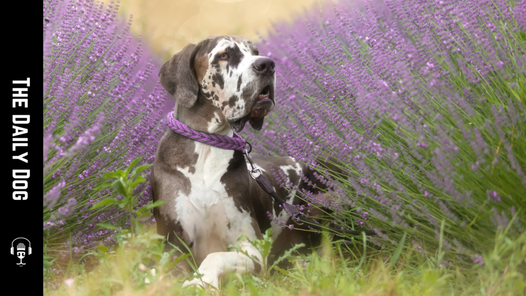 The Majestic Great Dane: A Comprehensive Guide to the Gentle Giant