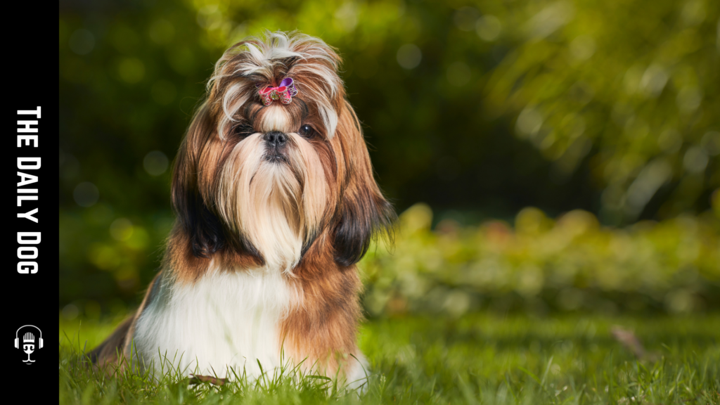 The Shih Tzu: A Comprehensive Guide to the Affectionate Companion