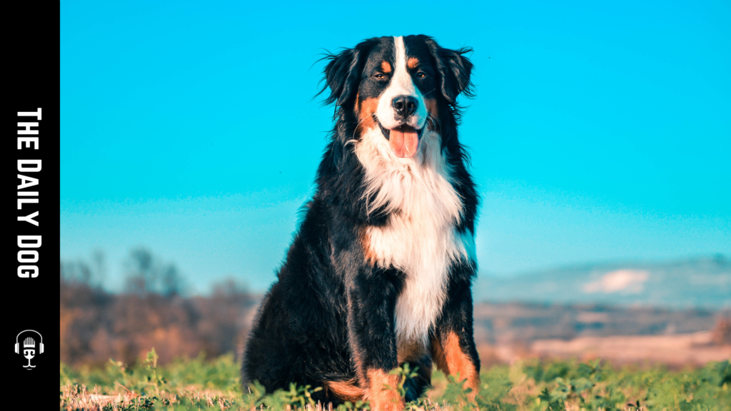 The Bernese Mountain Dog: A Comprehensive Guide to This Gentle Giant