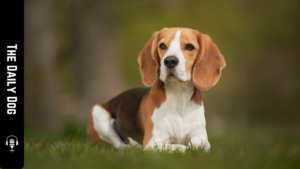 The Beagle: A Comprehensive Guide to One of the Most Beloved Dog Breeds
