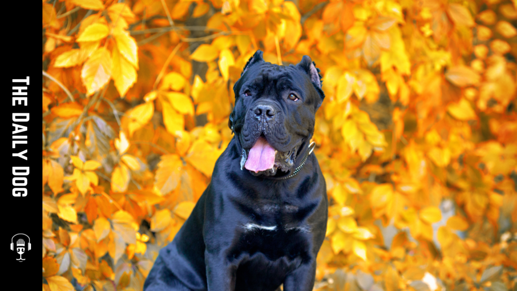 The Cane Corso: A Comprehensive Guide to This Magnificent Breed