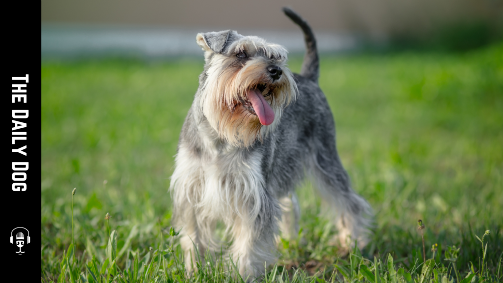 The Complete Guide to Miniature Schnauzers: A Beloved Companion