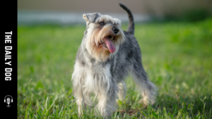The Complete Guide to Miniature Schnauzers: A Beloved Companion