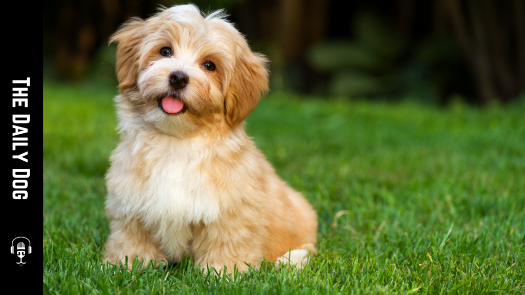 The Havanese: A Comprehensive Guide to This Adorable Breed