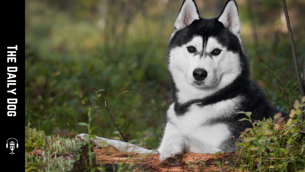 The Siberian Husky: A Comprehensive Guide to This Remarkable Breed